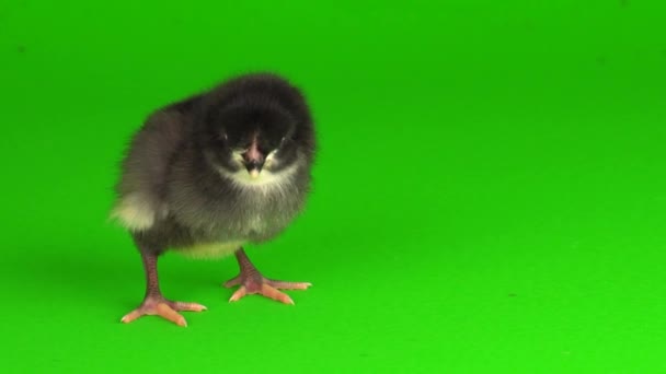 绿色背景屏幕上的小鸡 — 图库视频影像