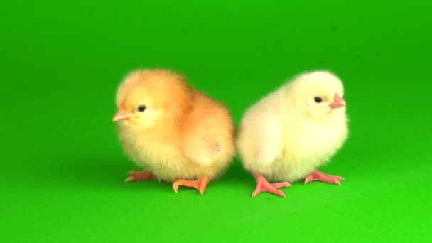 Little Chickens Green Background Screen — Stock Video