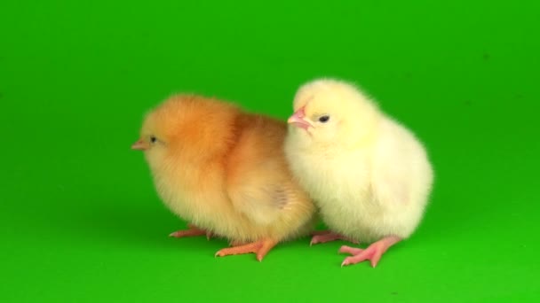 Kleine Kippen Een Groen Achtergrondscherm — Stockvideo