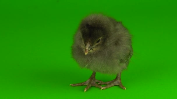 Hühnergrau Auf Grünem Hintergrund — Stockvideo