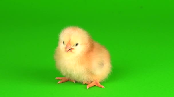 Małe Kurczaki Zielonym Tle Ekranu — Wideo stockowe