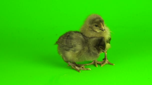 Kurczak Szary Zielonym Tle Ekranu — Wideo stockowe