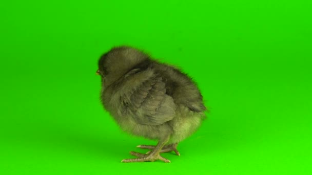 Kurczak Szary Zielonym Tle Ekranu — Wideo stockowe
