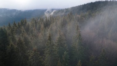 Orman dağları çam iğneleri güzel manzaralar