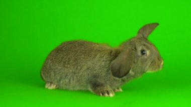 gray hare rabbit on a green background screen