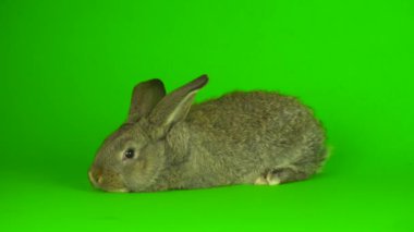 gray hare rabbit on a green background screen