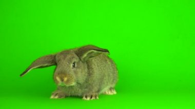 gray hare rabbit on a green background screen