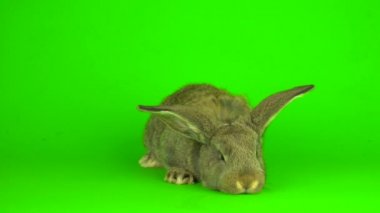 gray hare rabbit on a green background screen