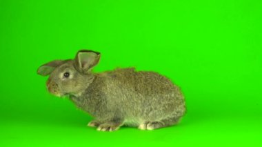 gray hare rabbit on a green background screen