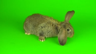 gray hare rabbit on a green background screen
