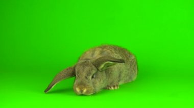 gray hare rabbit on a green background screen