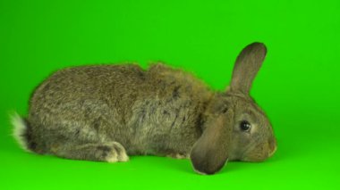 gray hare rabbit on a green background screen