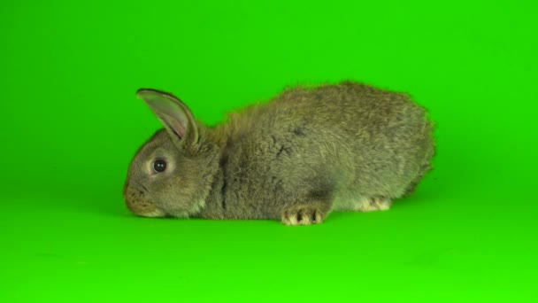 Gray Hare Rabbit Green Background Screen — Stock Video