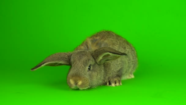 Gray Hare Rabbit Green Background Screen — Stock Video