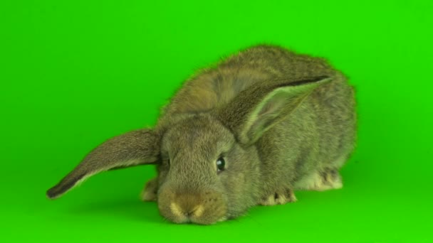 Gray Hare Rabbit Green Background Screen — Vídeos de Stock
