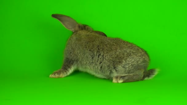 Gray Hare Rabbit Green Background Screen — Stock Video