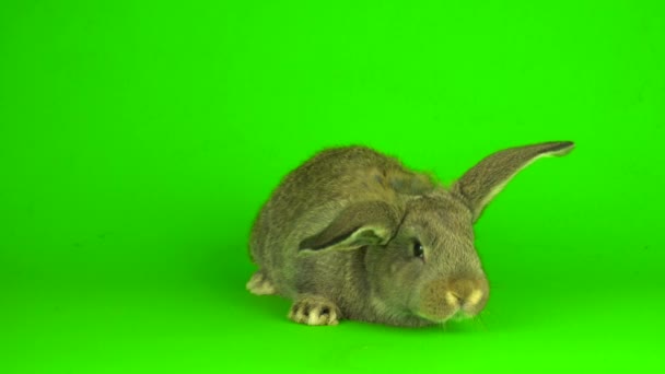 Gray Hare Rabbit Green Background Screen — Stock Video