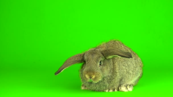 Gray Hare Rabbit Green Background Screen — Video Stock