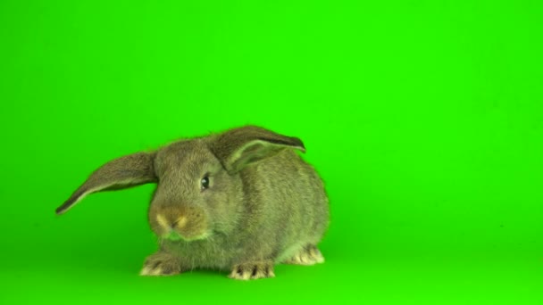 Gray Hare Rabbit Green Background Screen — Stock Video