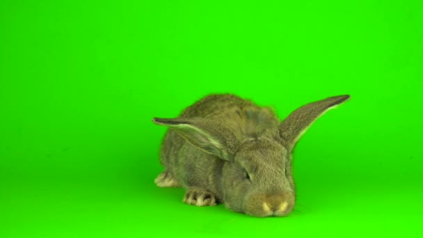 Gray Hare Rabbit Green Background Screen — Stock Video