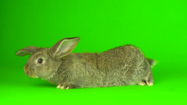 Gray Hare Rabbit Green Background Screen — Stok video