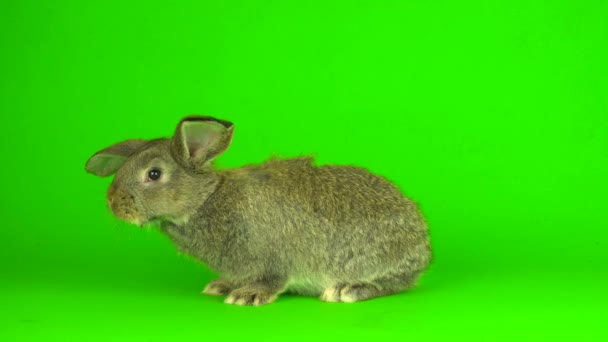 Graue Hasen Kaninchen Auf Einem Grünen Hintergrund Bildschirm — Stockvideo