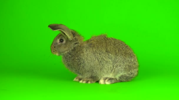 Gray Hare Rabbit Green Background Screen — Vídeos de Stock