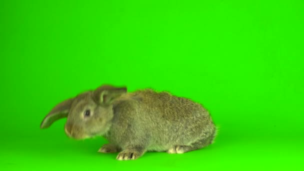 Gray Hare Rabbit Green Background Screen — Stock Video