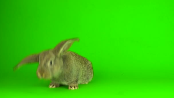 Gray Hare Rabbit Green Background Screen — Stock Video