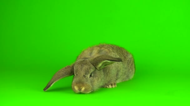 Gray Hare Rabbit Green Background Screen — Vídeo de Stock