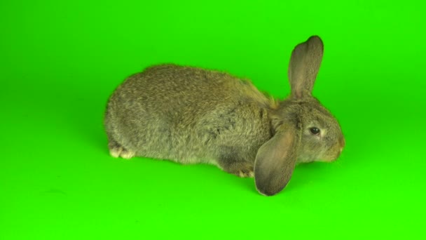 Gray Hare Rabbit Green Background Screen — ストック動画