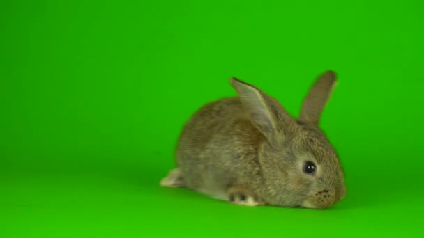 Two Rabbit Hare Green Background Screen — Stock videók
