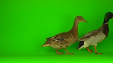 Mallard (Anas platyrhynchos) is a river mallard. Green screen background.