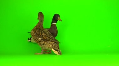 Mallard (Anas platyrhynchos) is a river mallard. Green screen background.