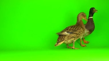 Mallard (Anas platyrhynchos) is a river mallard. Green screen background.