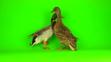Mallard (Anas platyrhynchos) is a river mallard. Green screen background.