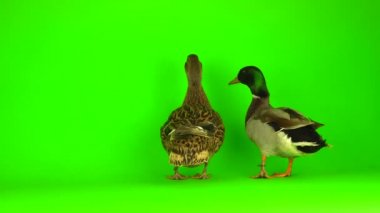 Mallard (Anas platyrhynchos) is a river mallard. Green screen background.