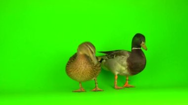 Mallard (Anas platyrhynchos) is a river mallard. Green screen background.