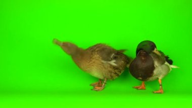 Mallard (Anas platyrhynchos) is a river mallard. Green screen background.