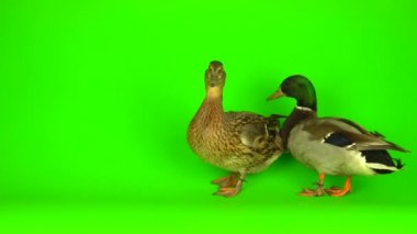 Mallard (Anas platyrhynchos) is a river mallard. Green screen background.