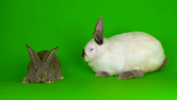 Two Rabbit Hare Green Background Screen — Stock videók