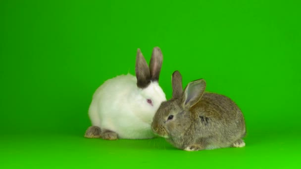 Two Rabbit Hare Green Background Screen — Stock video