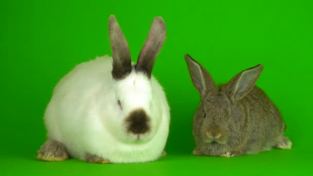 Two Rabbit Hare Green Background Screen — Stockvideo