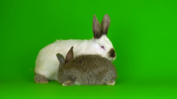 Two Rabbit Hare Green Background Screen — Vídeos de Stock