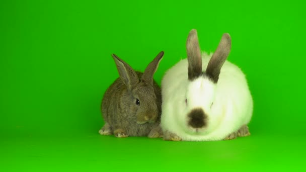 Two Rabbit Hare Green Background Screen — Stockvideo