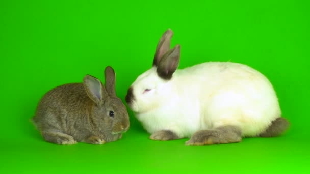 Two Rabbit Hare Green Background Screen — Stok video