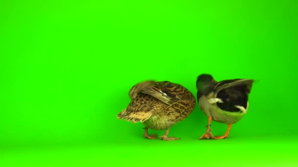 Mallard Anas Platyrhynchos River Mallard Green Screen Background — Stok video