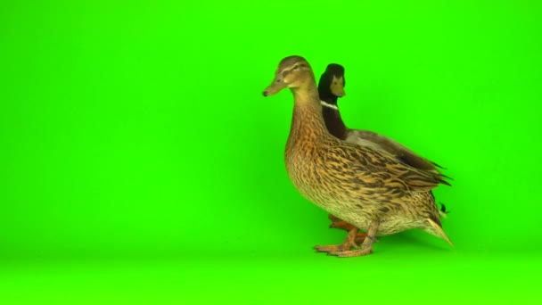 Mallard Anas Platyrhynchos River Mallard Green Screen Background — Αρχείο Βίντεο