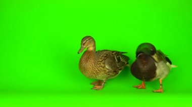 Mallard (Anas platyrhynchos) is a river mallard. Green screen background.