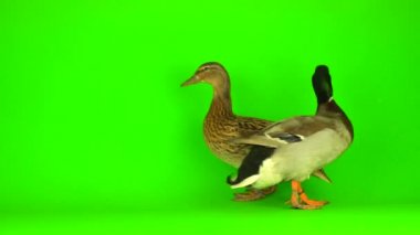 Mallard (Anas platyrhynchos) is a river mallard. Green screen background.